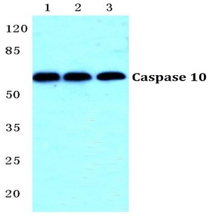 Caspase 10 pAb