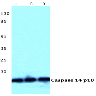 Caspase 14 p10 pAb