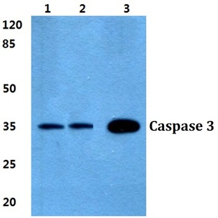 Caspase 3 pAb