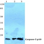 Caspase 5 p10 pAb