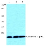 Caspase 7 p11 pAb