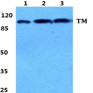 Thrombomodulin pAb