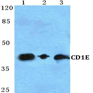 CD1E pAb