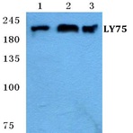 Bs5653_wb