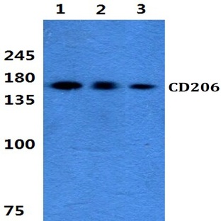 CD206 pAb