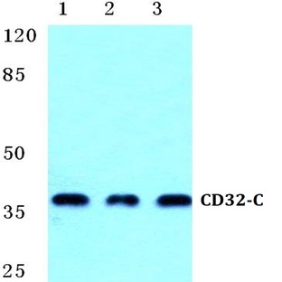 CD32-C pAb