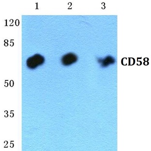 CD58 pAb