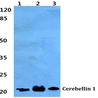 Cerebellin 1 pAb