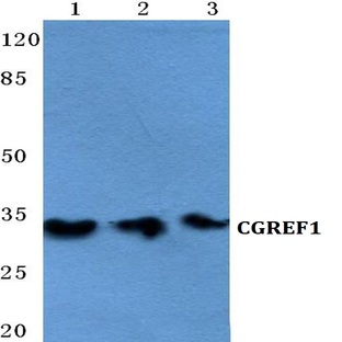 CGREF1 pAb