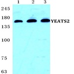 Bs5668_wb