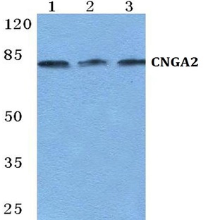 CNGA2 pAb