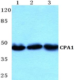 CPA1 pAb