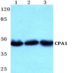 CPA1 pAb