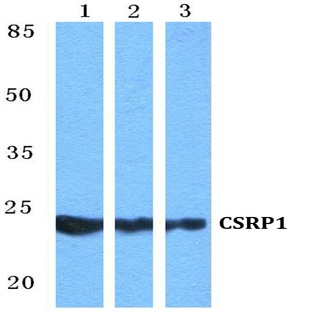 CSRP1 pAb