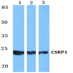 CSRP1 pAb