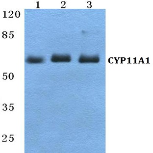 CYP11A1 pAb