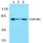 CYP1B1 pAb