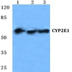 CYP2E1 pAb