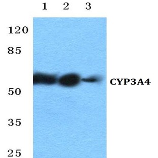 CYP3A4 pAb