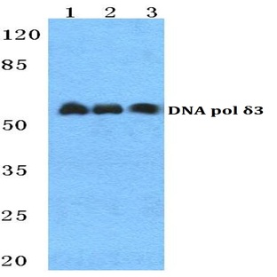 DNA pol (delta) 3 pAb