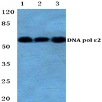 DNA pol E 2 pAb