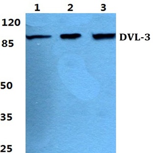 Dishevelled 3 pAb
