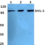 Bs5705_wb