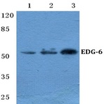 EDG-6 pAb