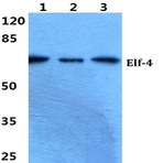 Elf-4 pAb