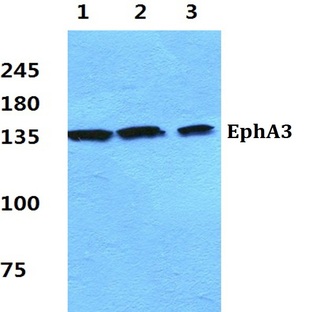 EphA3 pAb