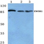 EWSR1 pAb