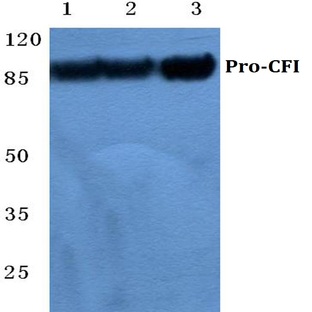 CFI pAb