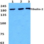 Fibulin-2 pAb