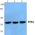 FPR1 (I207) pAb