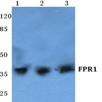 FPR1 (I203) pAb