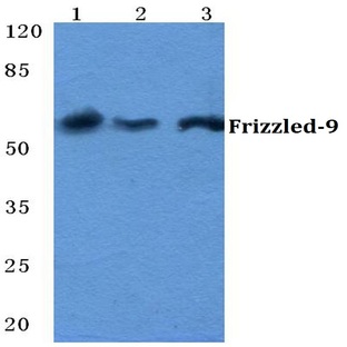 Frizzled-9 pAb