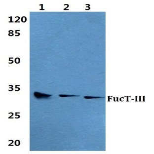 FucT-III pAb