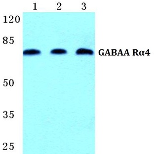 GABAA R(alpha)4 pAb