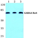 GABAA R(alpha)4 pAb