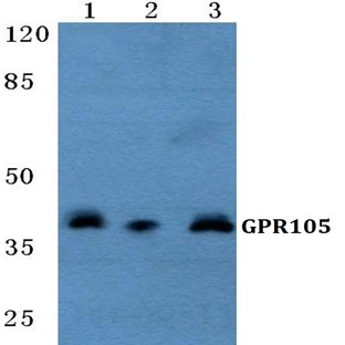 GPR105 pAb