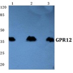 GPR12 pAb