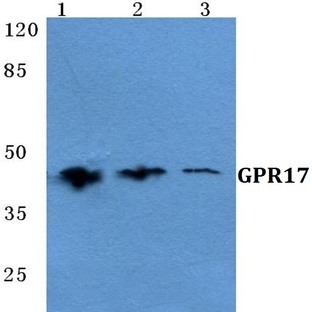 GPR17 pAb