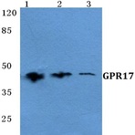 GPR17 pAb