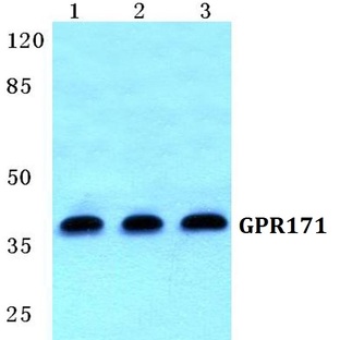 GPR171 pAb