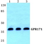 GPR171 pAb