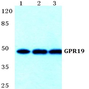 GPR19 pAb