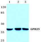 GPR25 pAb