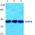 GPR38 pAb