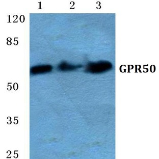 GPR50 pAb