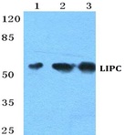 LIPC pAb